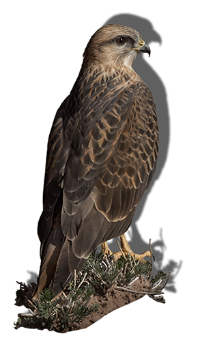 Der Adlerbussard ist ein Greifvogel, ein Jäger der im Süden vorkommt